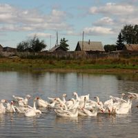 Odino, Kurgan Oblast