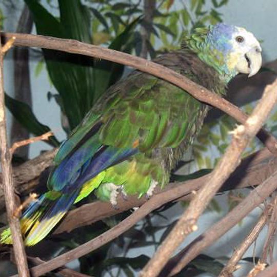 Botanic Gardens St. Vincent