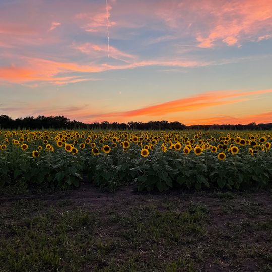 Russell Sunflower Patch
