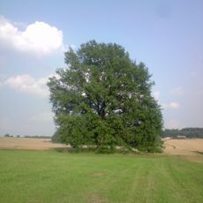 Dub v poli u Oldřiše