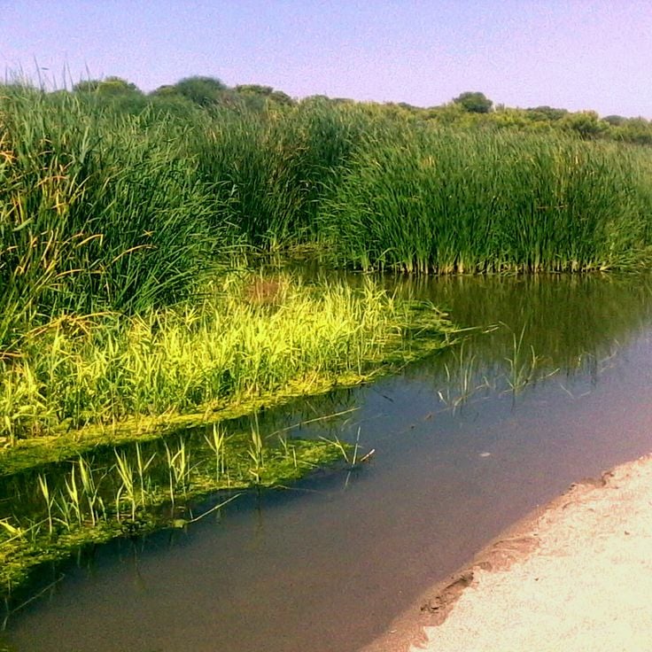 Riserva naturale Bosco Pantano di Policoro