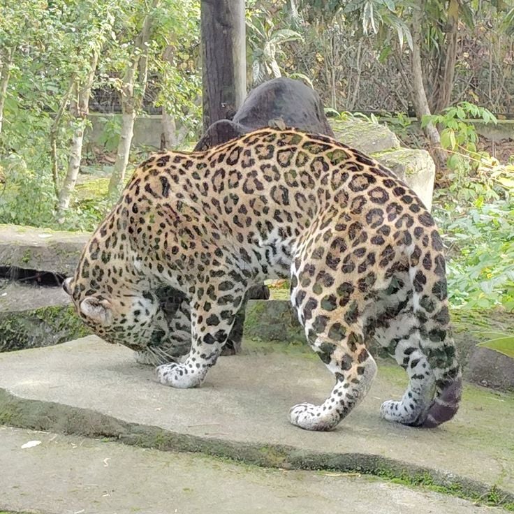 The felines at Vincennes Zoo