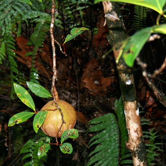 Jardín Botánico de la Capital Nacional