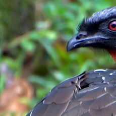 Itatiaia National Park