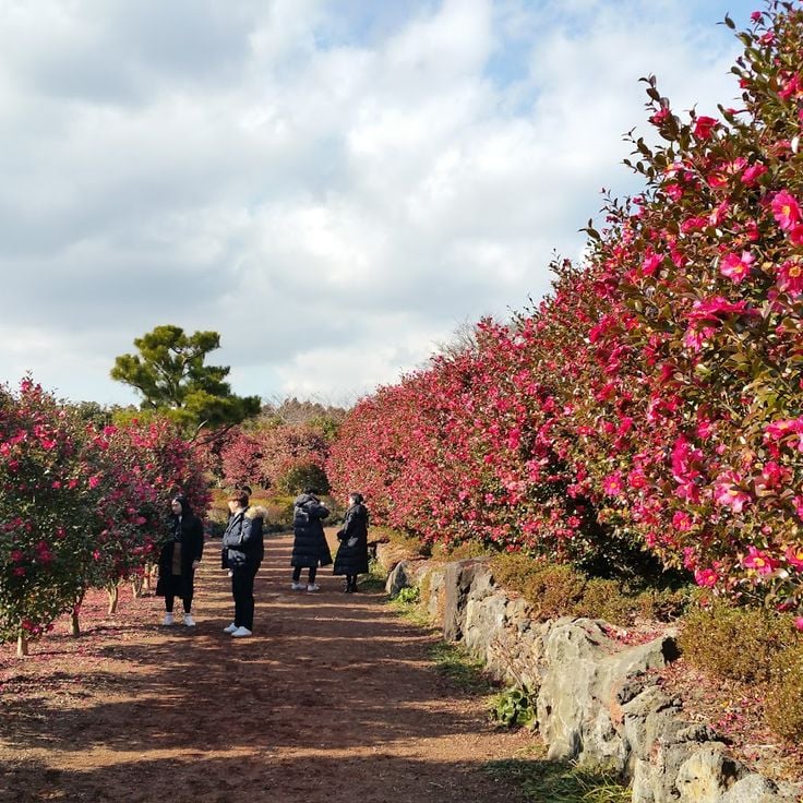 Camellia Hill