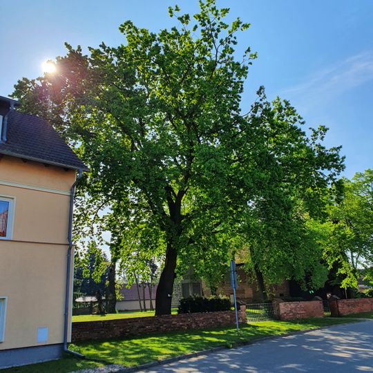 Naturdenkmal Stieleiche 2 auf dem Friedhof "Steinkirchen" in Lübben