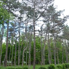 Arboretum Kherson State Agrarian University