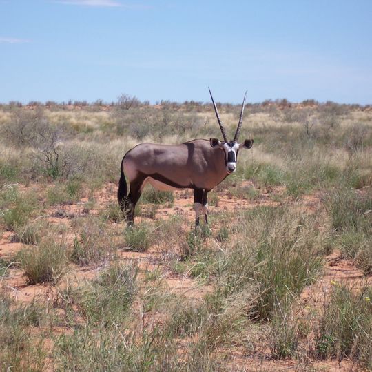 Kgalagadi Transfrontier Park