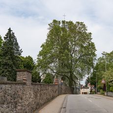 Platane im Bensheimer Friedhof