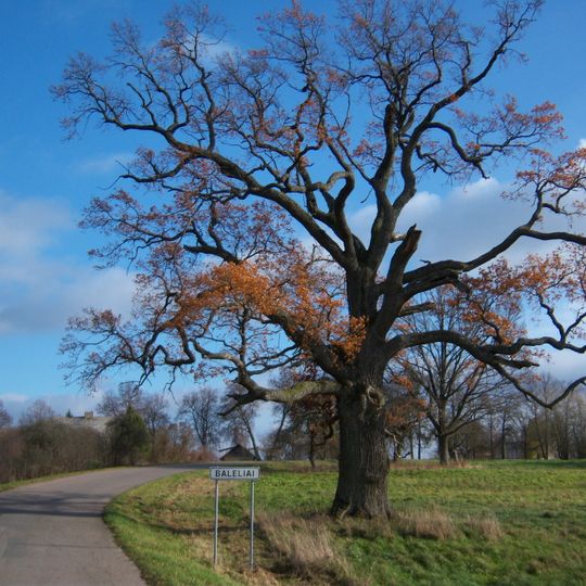 Viškonių ąžuolas