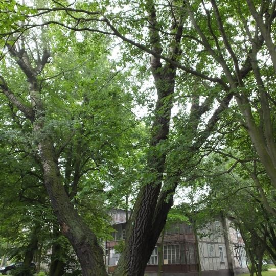 Pomnikowe topole przy domu zdrojowym w Brzeźnie