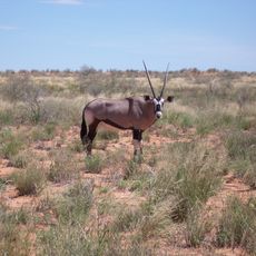 Transgraniczny Park Narodowy Kgalagadi