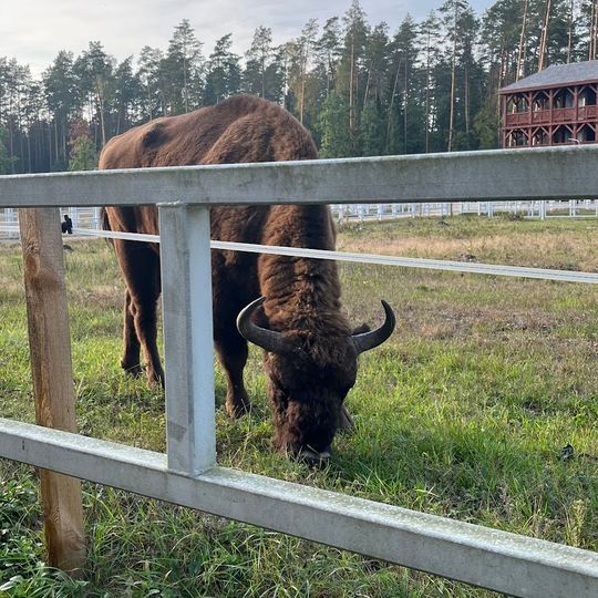 Zagroda pokazowa Żubrów