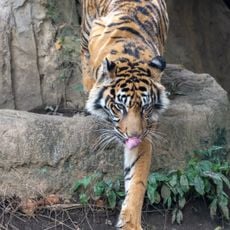 Sumatran tiger