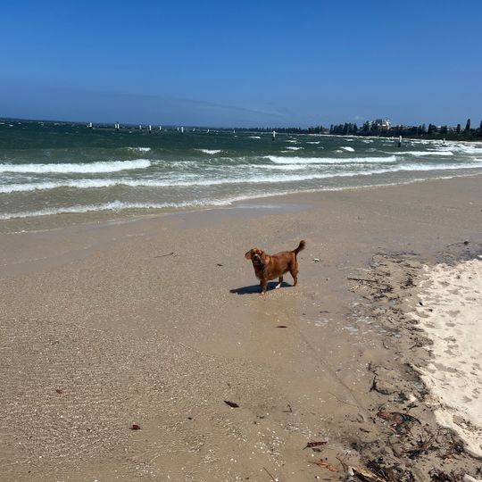 Kyeemagh Dog Beach