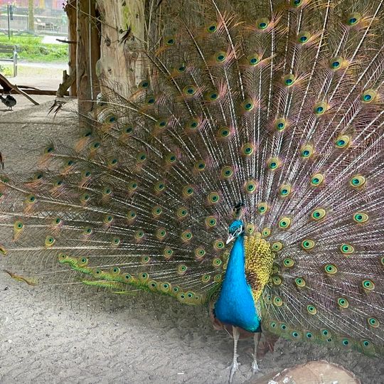 Minigolf im Wildpark