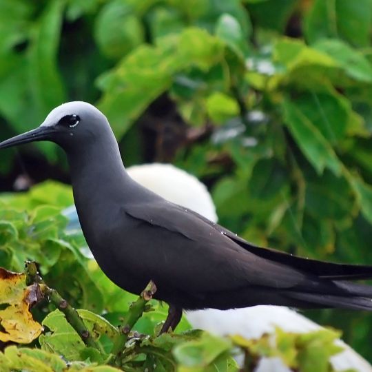 Piper Islands National Park