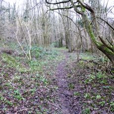 Sladden Wood