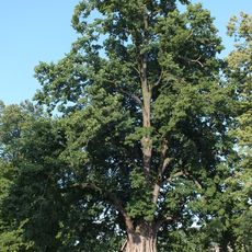 Památná lípa v Dolanech