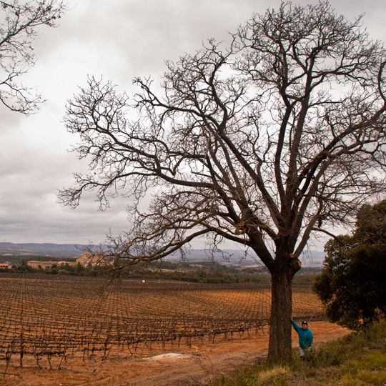 Servera de Riudabella