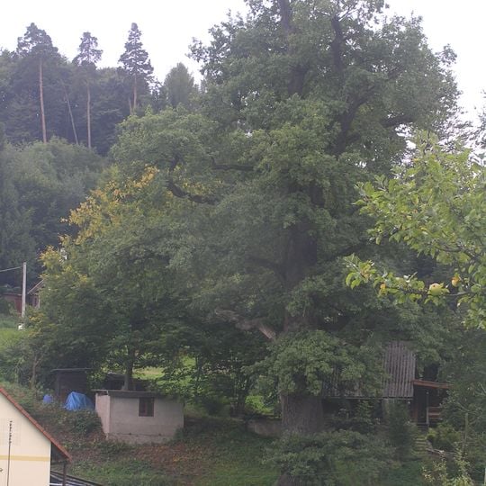 Dub letní - Újezd u Chocně, Darebnice