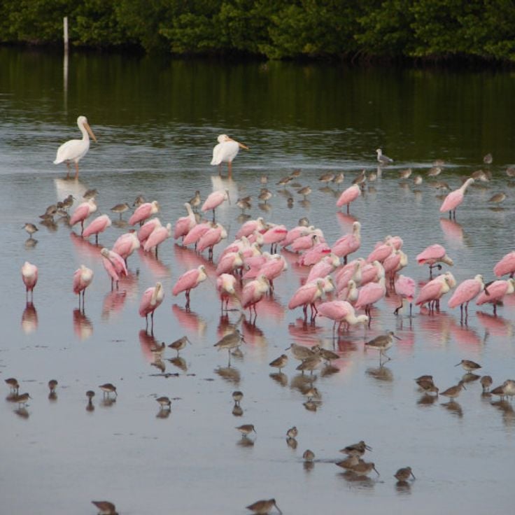 Refuge de Faune J.N. Darling