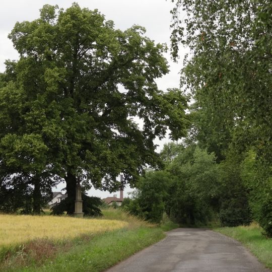 Lípy malolisté u křížku