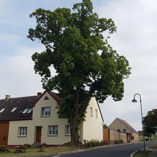 Naturdenkmal Linde Ortsmitte, vor Haus Nr. 8; Flur 4, Flurstück 43 in Niedergörsdorf