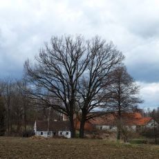 Klažarské duby letní