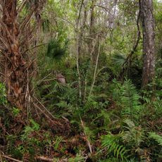 Fakahatchee Strand Preserve State Park