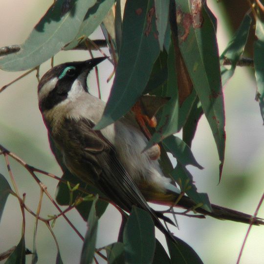 Narrien Range National Park