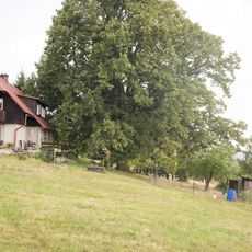Tilia cordata in Tříč
