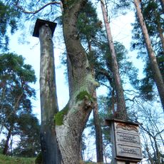 Ąžuolo ir pušies draugystė