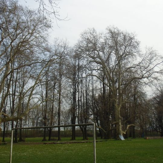 Park pałacowy