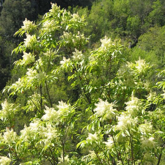 Arboretum du Grenouillet