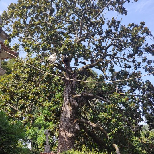 Árvore isolada em Convento das Cabanas