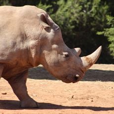Rabat Zoo