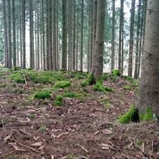 Hallstattzeitlicher Grabhügel Bödigheim