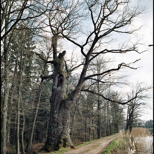Dub u rybníka Velké Stavidlo