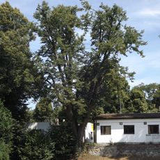 Lípa u nákladového nádraží v Jindřichově Hradci