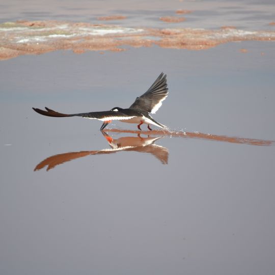 San Diego Bay National Wildlife Refuge