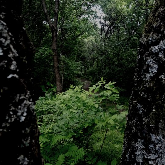 Khabarovsk arboretum