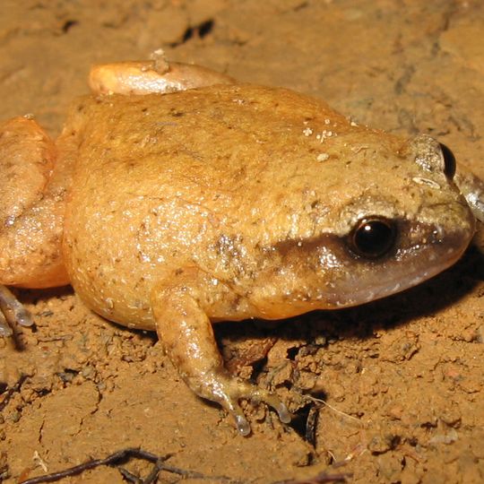 Mount Spurgeon National Park