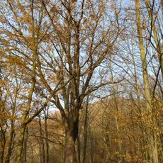 Dub u Junácké louky