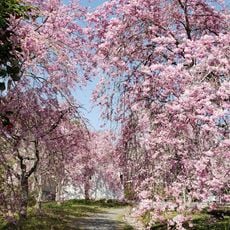 Forest Park Takebe