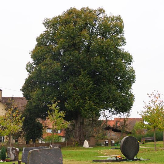 1 Linde im Friedhof