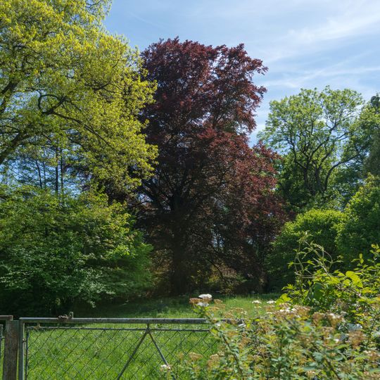 Rotbuche beim Schloss Eggendorf