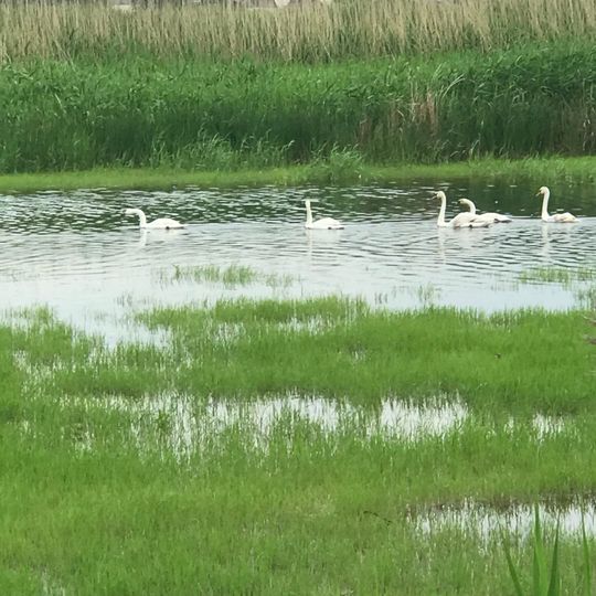 Красногорівський