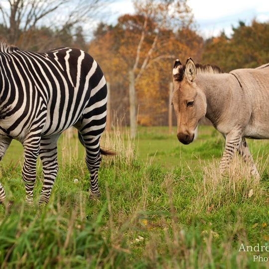 Oaklawn Farm Zoo