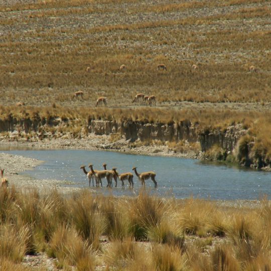Pampa Galeras – Barbara D'Achille